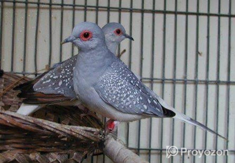 অরিজিনাল ডায়মন্ড ডাব