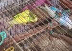 ৩ জোরা রানিং বাজরিগার পাখি