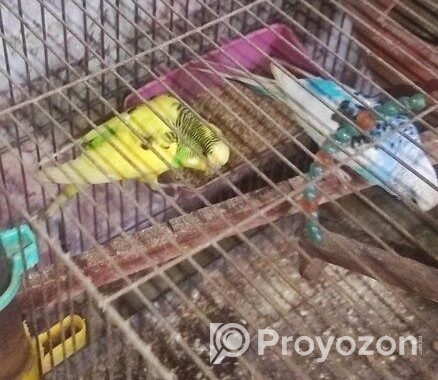 ৩ জোরা রানিং বাজরিগার পাখি