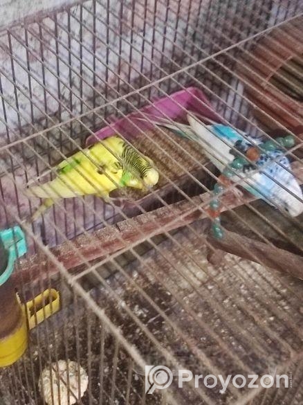 ৩ জোরা রানিং বাজরিগার পাখি