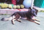Dog for sell