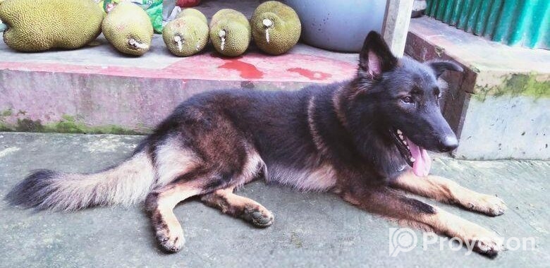 Dog for sell