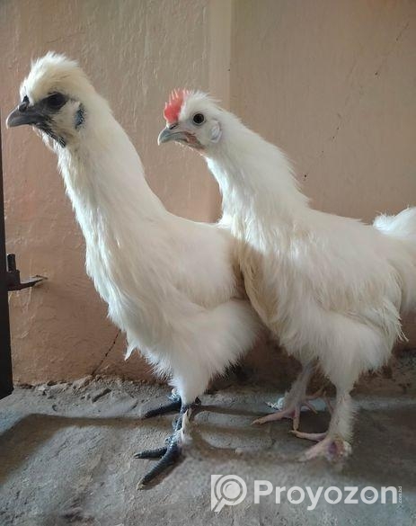 একজোড়া মোরগ