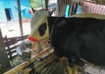 অস্ট্রেলিয়ান ষাড়