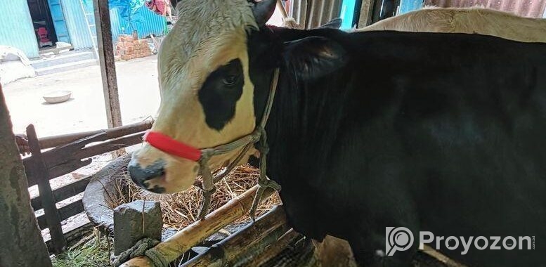 অস্ট্রেলিয়ান ষাড়