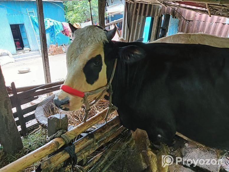 অস্ট্রেলিয়ান ষাড়