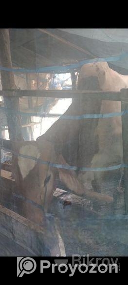 কোরবানির গরু