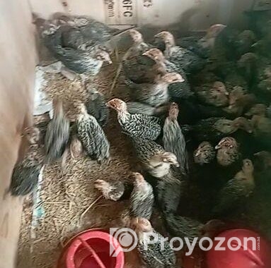 45 দিনের মিশরী ফাউমি বিক্রি হবে