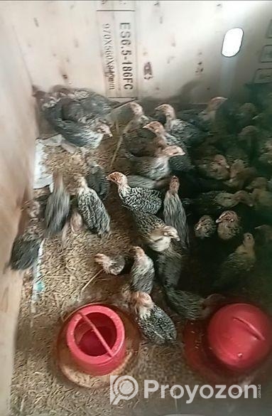 45 দিনের মিশরী ফাউমি বিক্রি হবে