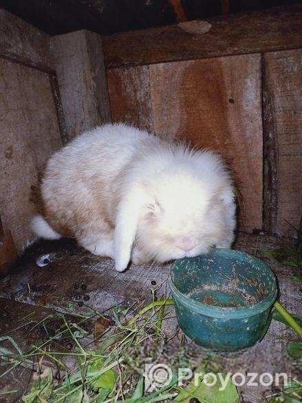 লায়ন লভ খরগোশ