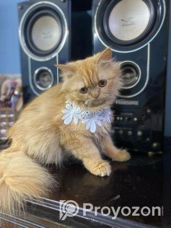 পারশিয়য়ান /persian