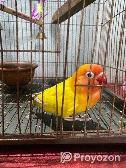 লাভ বার্ড