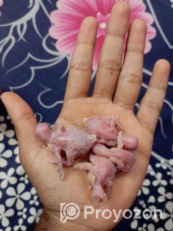 ডিমপাড়া পোষা পাখি