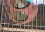 ৩ জোরা রানিং বাজরিগার পাখি