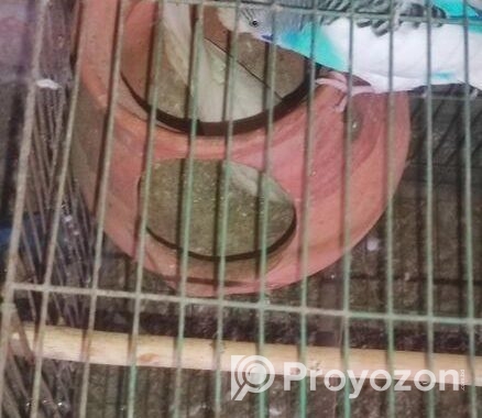 ৩ জোরা রানিং বাজরিগার পাখি