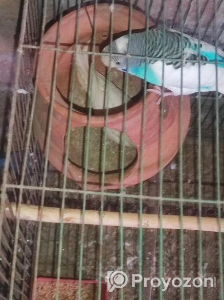 ৩ জোরা রানিং বাজরিগার পাখি