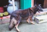 Dog for sell