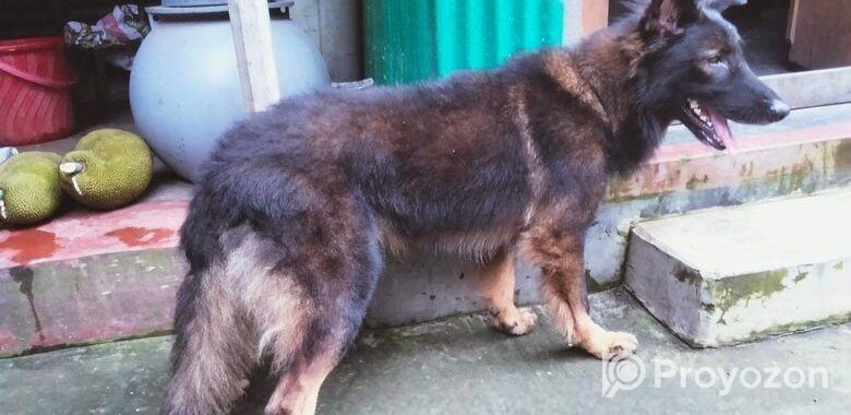 Dog for sell