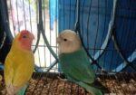 Love Bird Full Train