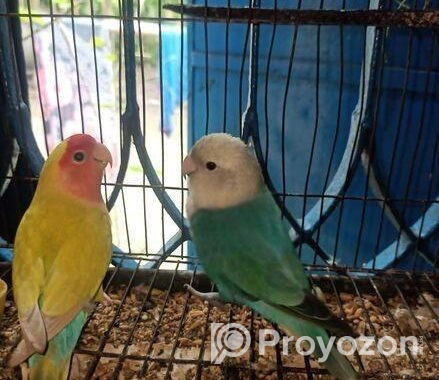 Love Bird Full Train