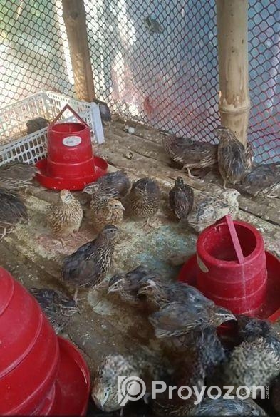 রানিং ডিমের কোয়েল