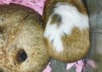 Syrian Hamster