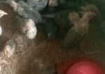 45 দিনের মিশরী ফাউমি বিক্রি হবে