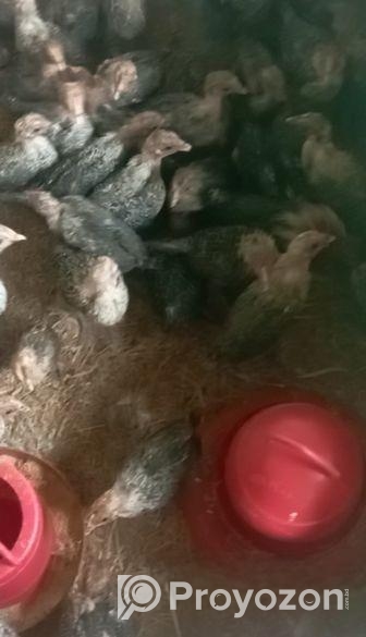 45 দিনের মিশরী ফাউমি বিক্রি হবে