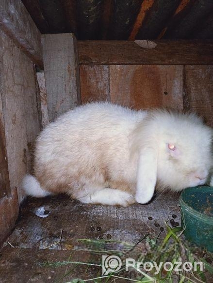 লায়ন লভ খরগোশ