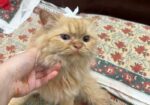 পারশিয়য়ান /persian