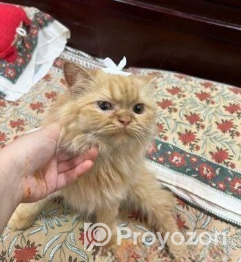 পারশিয়য়ান /persian