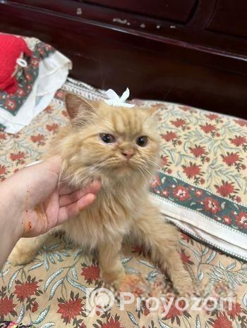 পারশিয়য়ান /persian