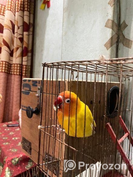 লাভ বার্ড