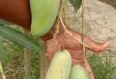 আম রুপালি নিজ বাগানের
