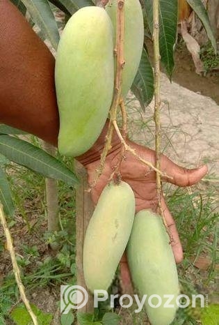 আম রুপালি নিজ বাগানের