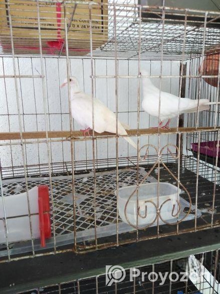 অস্ট্রেলিয়ান ঘুঘু পাখি মাস্টার পেয়ার