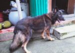 Dog for sell
