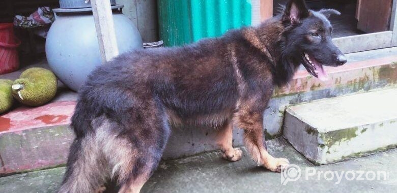 Dog for sell
