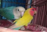 Love Bird Full Train