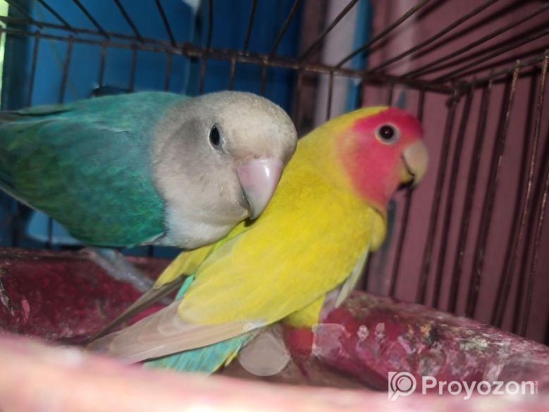 Love Bird Full Train