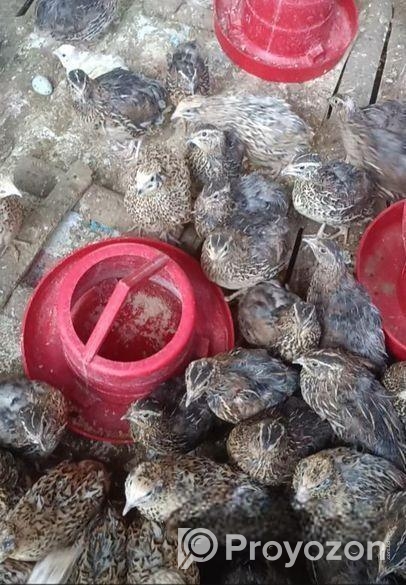 রানিং ডিমের কোয়েল