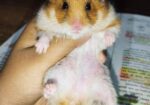Syrian Hamster