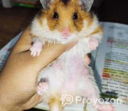 Syrian Hamster