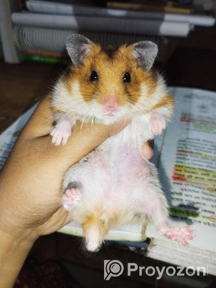 Syrian Hamster