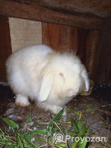 লায়ন লভ খরগোশ