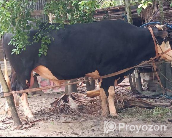 পিরোজপুরের মধ্যে সবচেয়ে বড় গরু গরুটি এসে দেখে যা