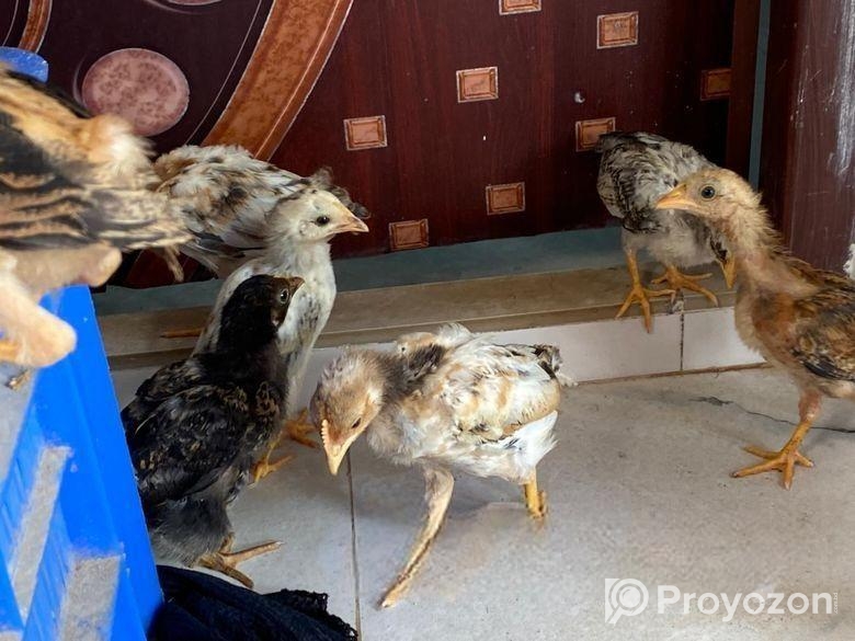 দেশি মুরগি