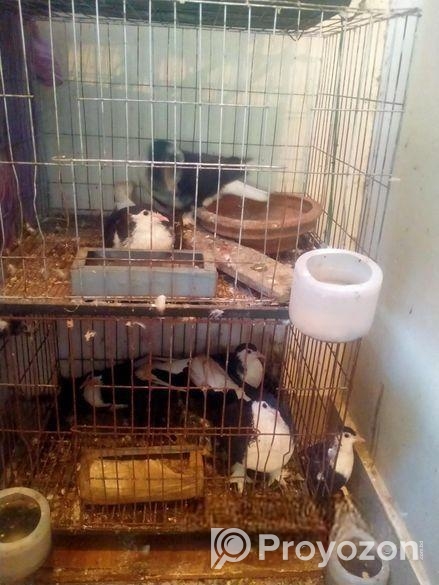 শিরাজী কবুতর বিক্রি করা হবে কম দামে