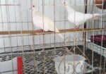অস্ট্রেলিয়ান ঘুঘু পাখি মাস্টার পেয়ার