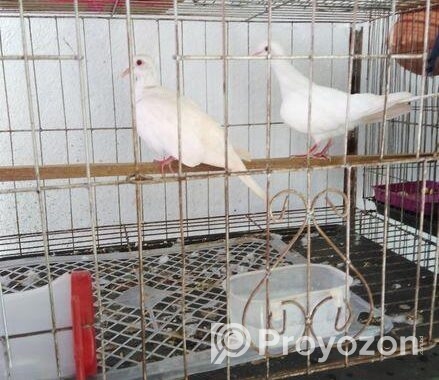 অস্ট্রেলিয়ান ঘুঘু পাখি মাস্টার পেয়ার